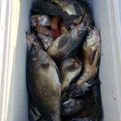 オーフリー 釣果