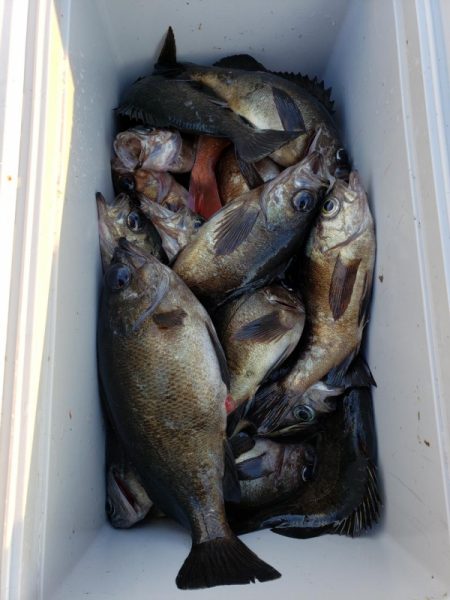 オーフリー 釣果