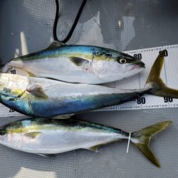 ブルーピア 釣果