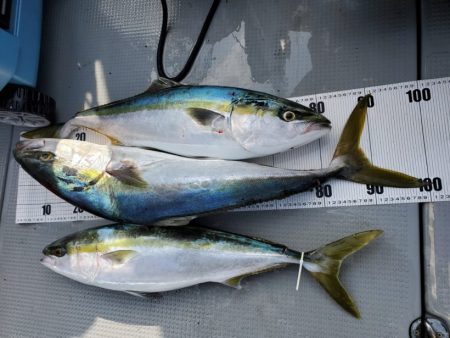 ブルーピア 釣果