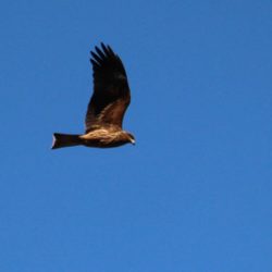 小菅トラウトガーデン 釣果