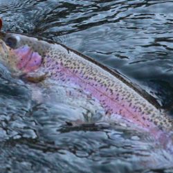 小菅トラウトガーデン 釣果