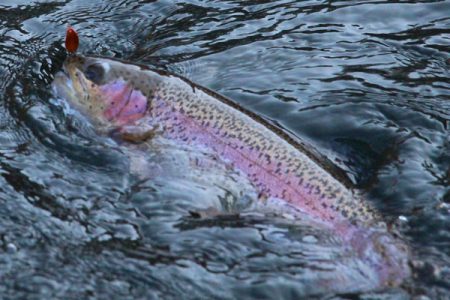 小菅トラウトガーデン 釣果