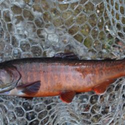 小菅トラウトガーデン 釣果