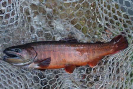 小菅トラウトガーデン 釣果