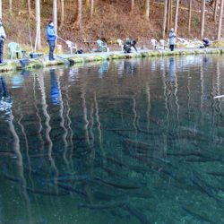 小菅トラウトガーデン 釣果