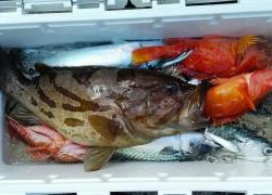 長栄丸(静岡) 釣果