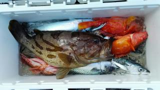 長栄丸(静岡) 釣果