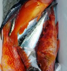 長栄丸(静岡) 釣果