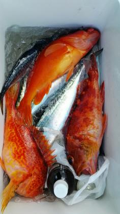 長栄丸(静岡) 釣果