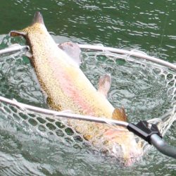 小菅トラウトガーデン 釣果