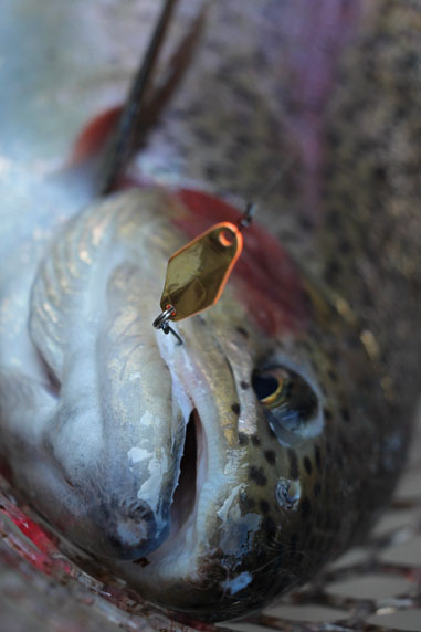 小菅トラウトガーデン 釣果