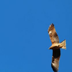 小菅トラウトガーデン 釣果