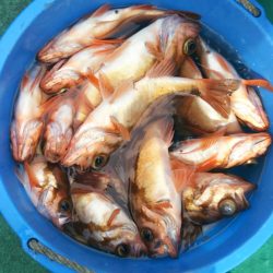 モンロー号 釣果