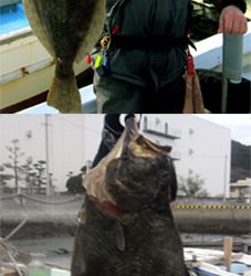 来温丸(らいおんまる) 釣果