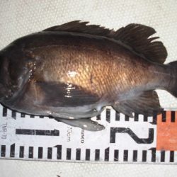 ルアー船マヒマヒ 釣果