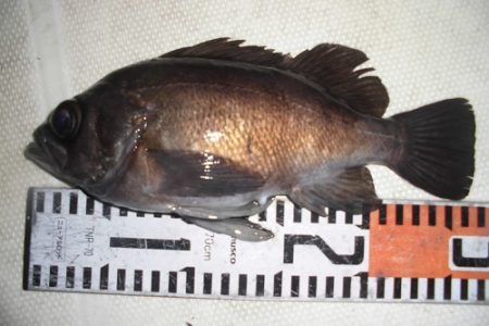 ルアー船マヒマヒ 釣果