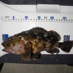 ルアー船マヒマヒ 釣果