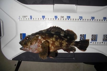 ルアー船マヒマヒ 釣果