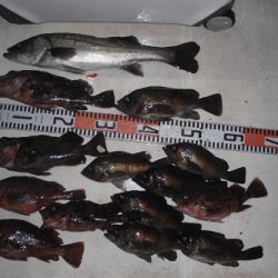 ルアー船マヒマヒ 釣果