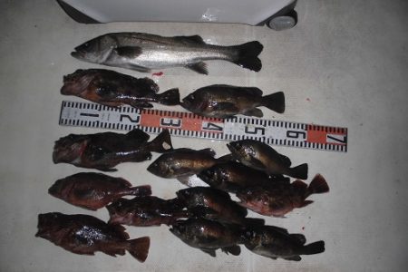 ルアー船マヒマヒ 釣果