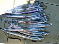 おおせき丸 釣果