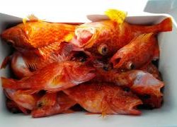 長栄丸(静岡) 釣果