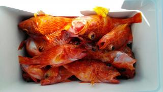 長栄丸(静岡) 釣果