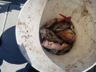 内浜丸 釣果
