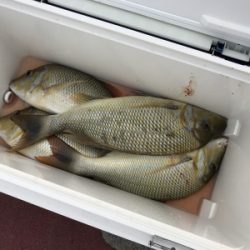 本部釣りイカダ 釣果