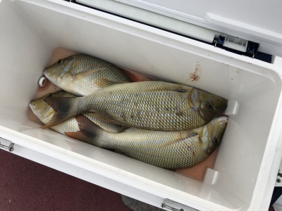 本部釣りイカダ 釣果