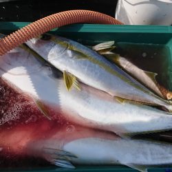 海龍丸（福岡） 釣果