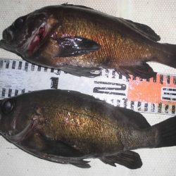 ルアー船マヒマヒ 釣果