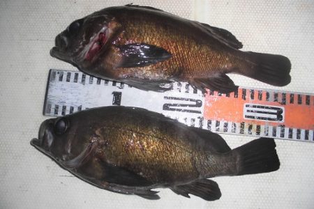 ルアー船マヒマヒ 釣果