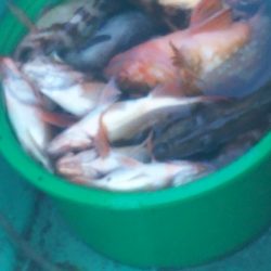 モンロー号 釣果