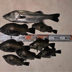 ルアー船マヒマヒ 釣果