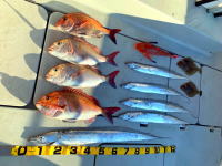 オーシャンマスター 釣果