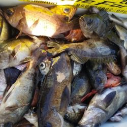 オーフリー 釣果