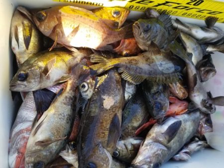 オーフリー 釣果