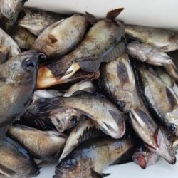 オーフリー 釣果