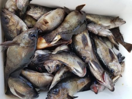 オーフリー 釣果