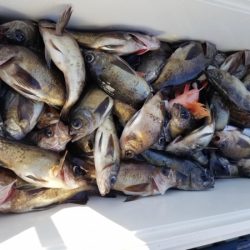 オーフリー 釣果