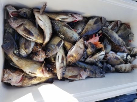 オーフリー 釣果