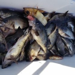 オーフリー 釣果