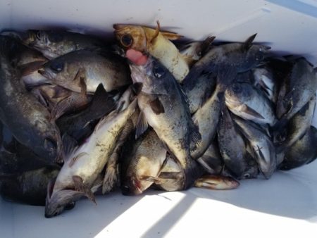 オーフリー 釣果