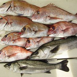 松本釣船２ 釣果