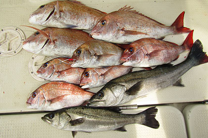 松本釣船２ 釣果