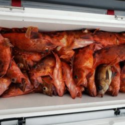 オーフリー 釣果