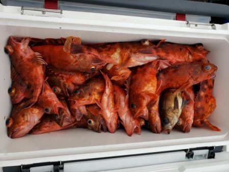 オーフリー 釣果