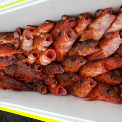 オーフリー 釣果